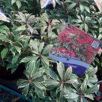 Пиерис японский Carnaval купить