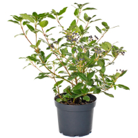 Калина лавроліста купить