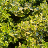 Бересклет Форчуна Эмеральд Голд купить