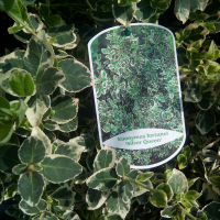 Бересклет форчуна Сильвер Квин купить