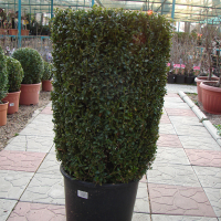Самшит (Buxus sempervirens) купить