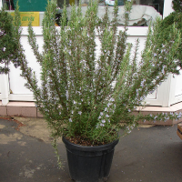 Розмарин лекарственный купить