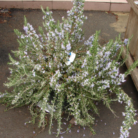 Розмарин лекарственный купить