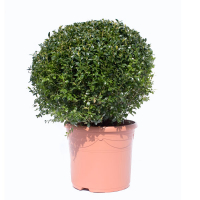 Самшит (буксус) вечнозеленый, форма: шар купить