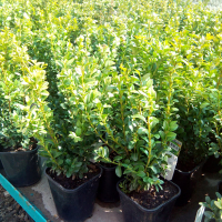 Самшит (буксус) вечнозеленый, саженец купить