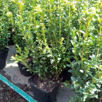 Самшит (буксус) вечнозеленый, саженец купить