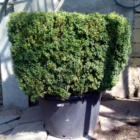 Самшит (буксус) вечнозеленый, форма: куб купить