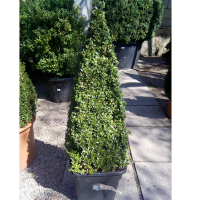 Самшит (буксус) вечнозеленый, форма: пирамида купить