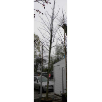 Дуб двокольоровий купить