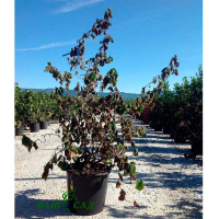 Лещина обыкновенная Конторта купить