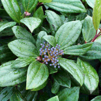 Калина Давида купить