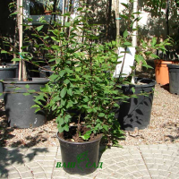 Миндаль трёхлопастной купить