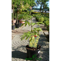 Бузина красная 