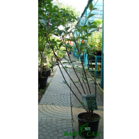 Дерен синовий 