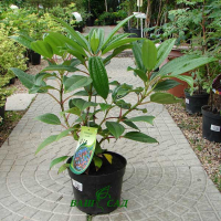 Калина Давида купить