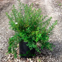 Спирея ниппонская Хальвардс Сильвер купить