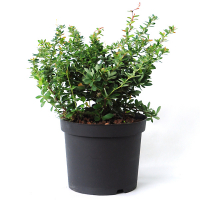 Барбарис тунберга Тини Голд купить