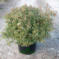 Абелія великоквіткова 