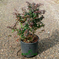 Барбарис Тунберга Ред Джевел купить