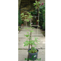 Жасмин купить