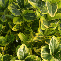 Бересклет японский элегантный Aureus купить