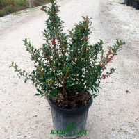 Падуб остролистный Аляска купить