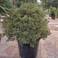 Падуб остролистный Вариегатум купить