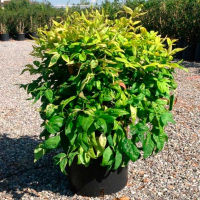 Нандіна домашня купить