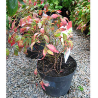 Нандина домашняя 