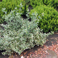 Бересклет форчуна Емеральд Гаєті купить