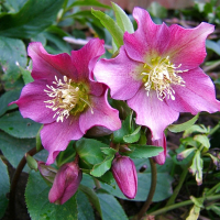 Морозник Претти Эллен Пинк купить