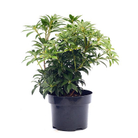 Пиерис японский Катсура купить