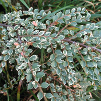 Кизильник горизонтальний Atropurpurea Variegatus купить