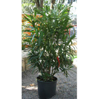 Олеандр обыкновенный купить