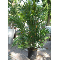 Олеандр обыкновенный микс купить