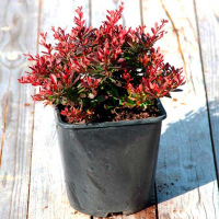 Барбарис Тунберга Багатель купить