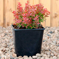 Барбарис Тунберга Адмирейшин купить