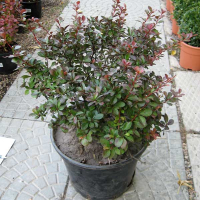 Барбарис Тунберга Атропурпуреа купить