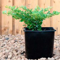 Барбарис Тунберга Келлерис купить