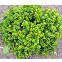 Барбарис Тунберга Кобольд купить