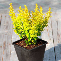 Барбарис Тунберга 