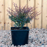 Барбарис Тунберга Рэд Дрим купить