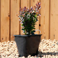 Барбарис Тунберга Рэд Пиллар купить