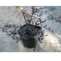 Барбарис Тунберга Рэд Рокет купить