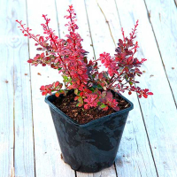 Барбарис Тунберга Розетта купить