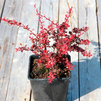 Барбарис Тунберга Фламінго купить