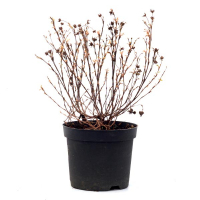 Лапчатка кустарниковая 