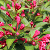 Вейгела Олл Саммер Ред купить