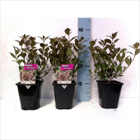 Вейгела микс купить