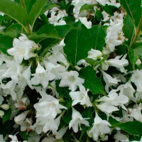 Вейгела белая 